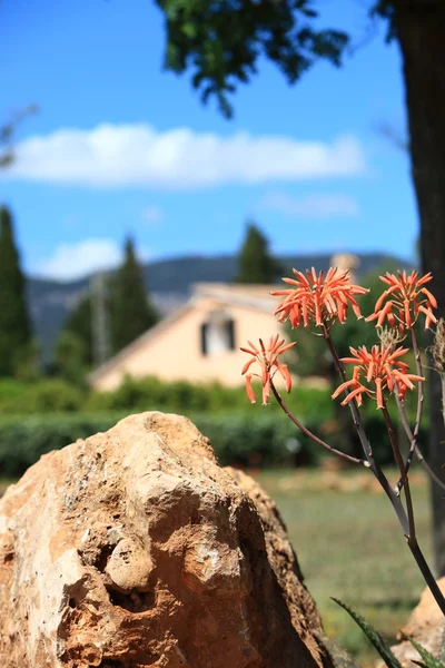 Roccia e giardino — Foto Stock