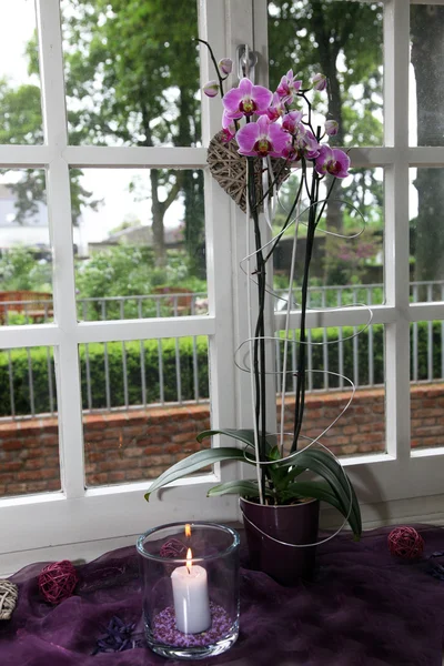 Schöne lila Phalaenopsis Orchidee — Stockfoto