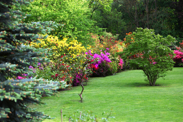 Colourful flowering shrubs in a spring garden