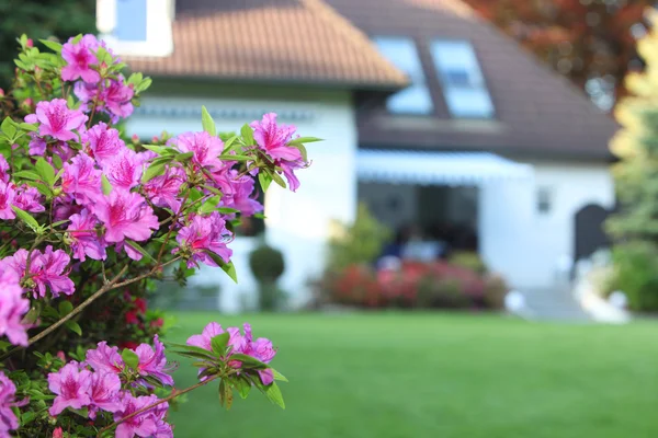 Magenta azaleor i en privat trädgård — Stockfoto