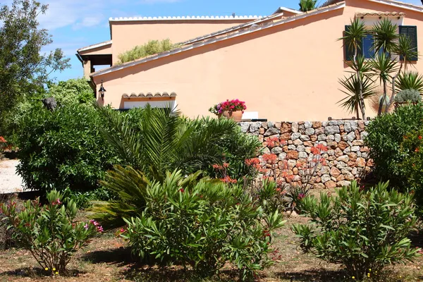 Tropische planten in een tuin — Stockfoto