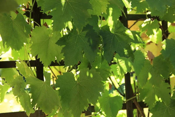 Grapevine growing on a trellis — Stock Photo, Image