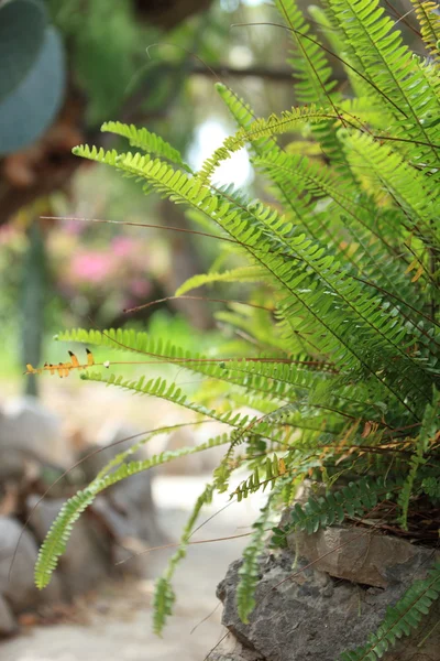 Lummiga gröna fern — Stockfoto