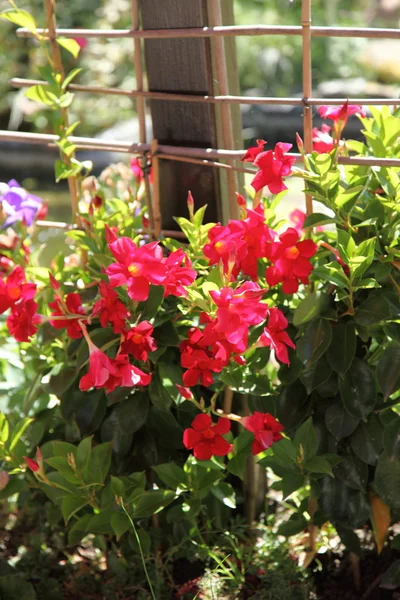 Vacker röd sommarblommor — Stockfoto