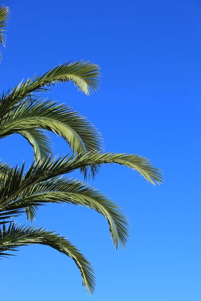 Green palm fronds against a blue sky — Stock Photo, Image