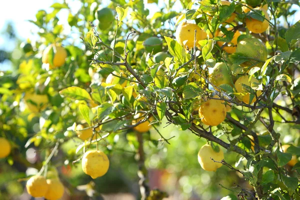 Čerstvé citrony, roste na stromě — Stock fotografie