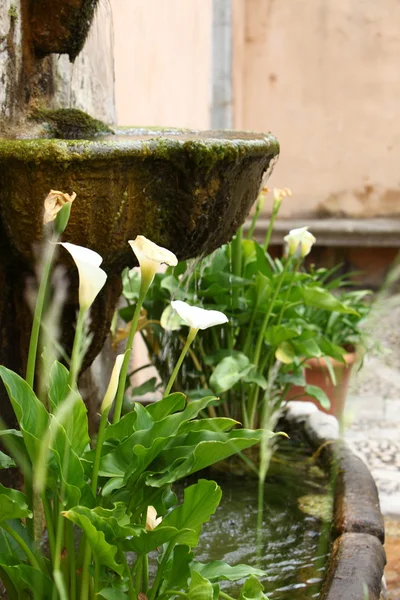 Lilie aronowe — Zdjęcie stockowe