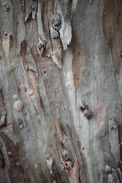 Sfondo di corteccia d'albero — Foto Stock