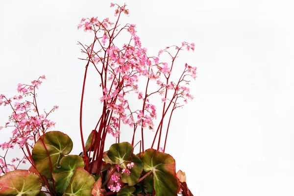 漂亮的粉色天竺葵 flowera — 图库照片