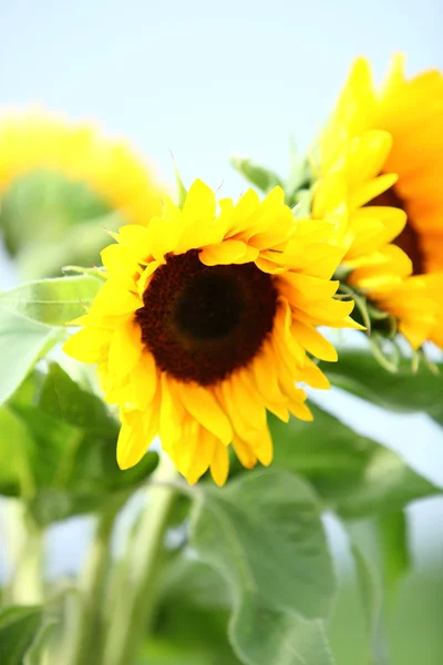 Sonnenblumen wachsen auf einem Feld — Stockfoto