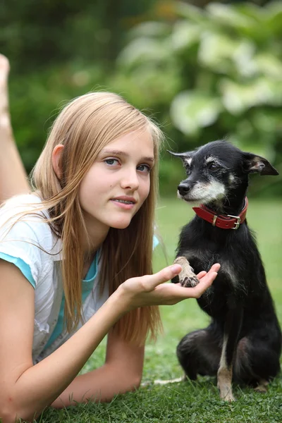 Rakastava pieni koira ja omistaja — kuvapankkivalokuva