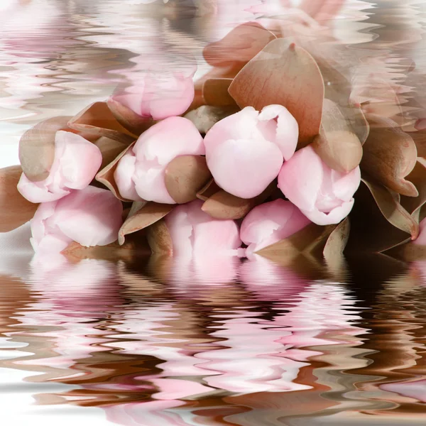 Vackra rosa blommor återspeglas i vatten — Stockfoto