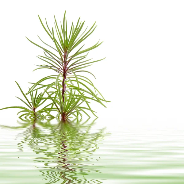 Pine branch weerspiegeld in water — Stockfoto