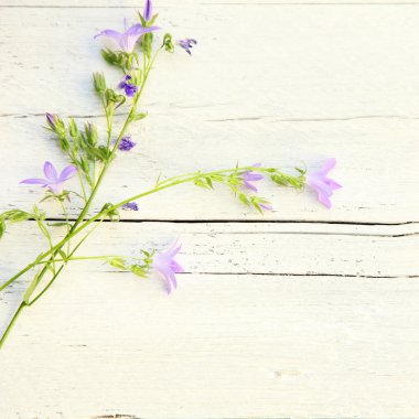 narin yaz çiçek arka plan