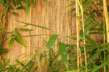 taze bambu bambu çit