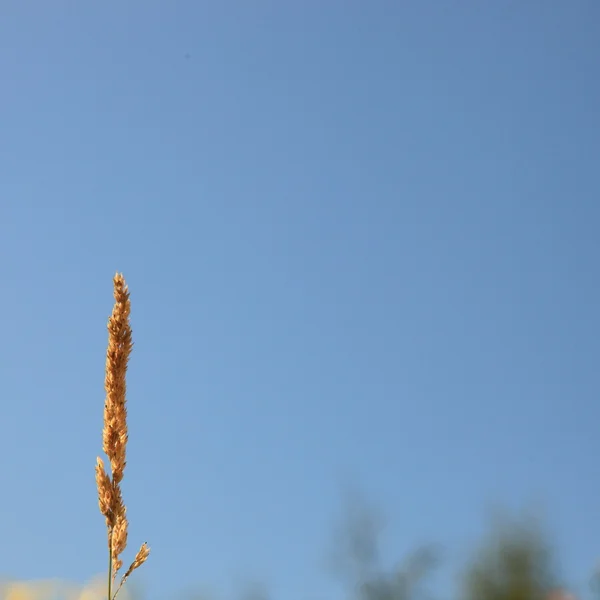 Inflorescência de capim — Fotografia de Stock