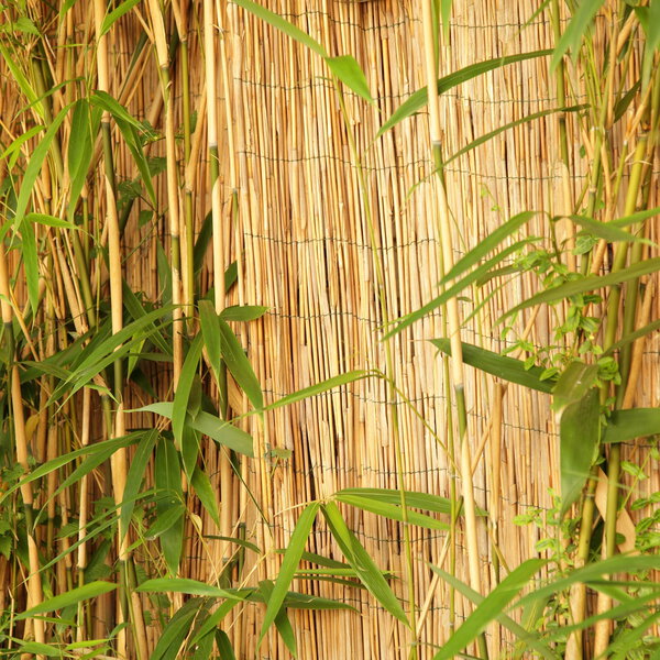 Fresh ornamental bamboo growing in front of a rustic bamboo fence of dried culms showing its use as a construction material with copyspace
