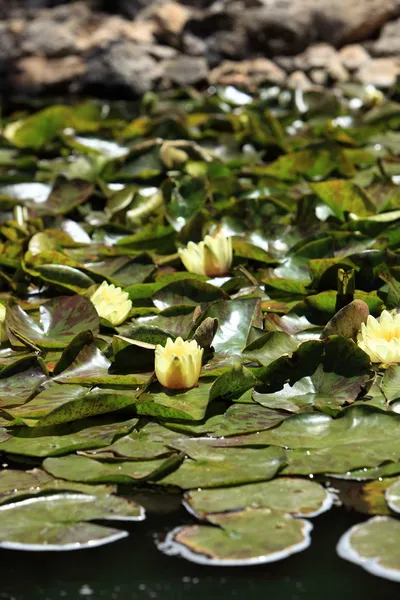 Lilie wodne kwitnące — Zdjęcie stockowe