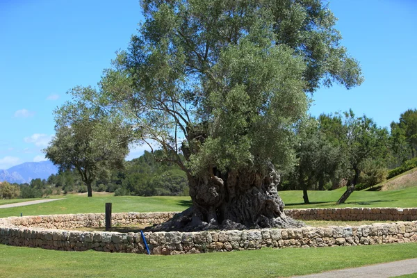 Stare drzewo otoczone murami na pole golfowe i park — Zdjęcie stockowe