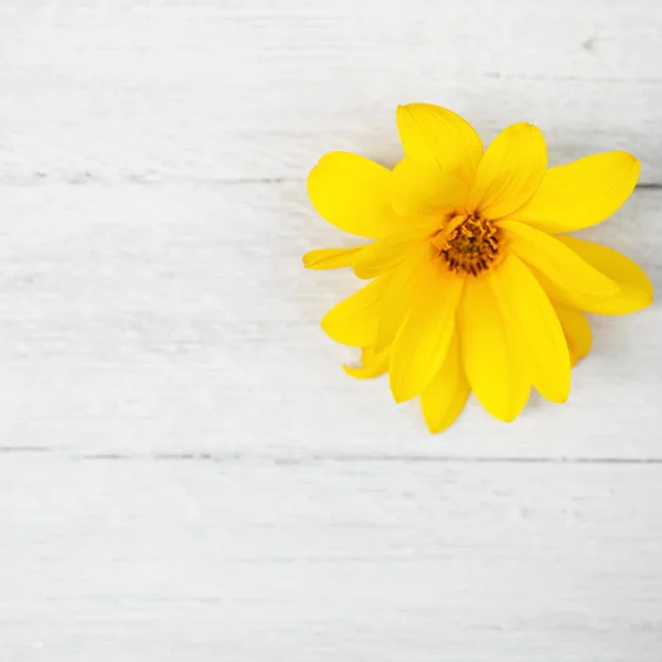 Flor amarilla sobre tablas de madera pintadas blancas — Foto de Stock