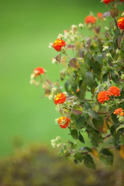 Orangefarbene Blüten des Marmeladenstrauches — Stockfoto