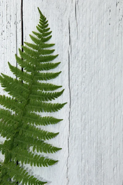 Foglia di felce verde su legno bianco testurizzato — Foto Stock