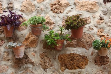 taştan bir duvar üzerinde dekoratif Saksı bitkileri