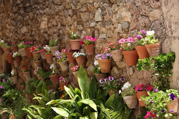 Variedade colorida de plantas com vasos floridos — Fotografia de Stock