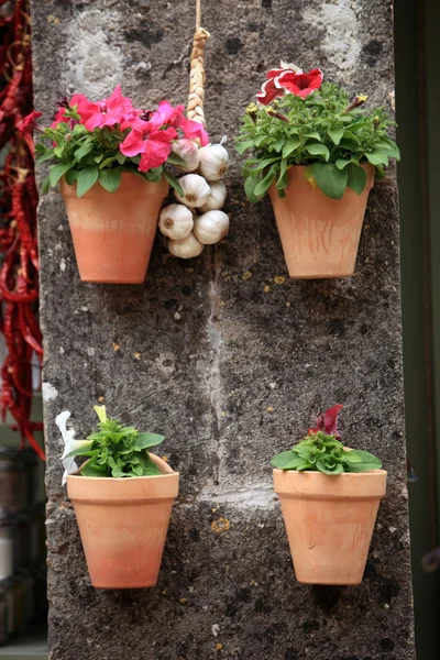 Florescimento plantas em vaso em uma parede — Fotografia de Stock