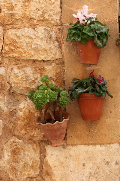 Pendurado vasos de plantas com flores — Fotografia de Stock