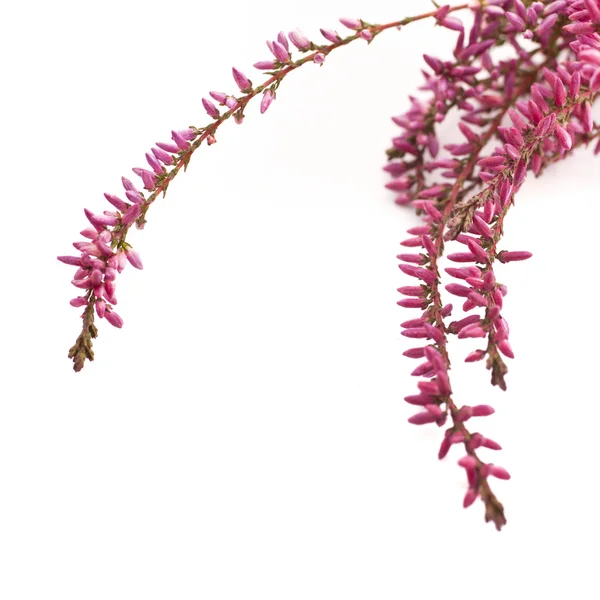 喷雾剂的美丽的粉红色花朵 — 图库照片