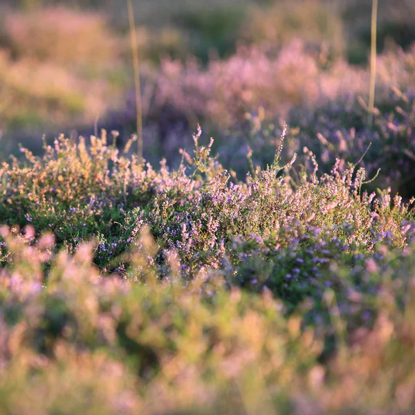 Feld der blühenden Purpurheide — Stockfoto