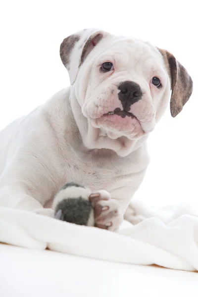 Inquisitivo cagnolino bianco — Foto Stock