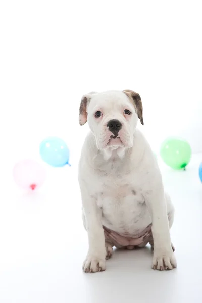 Perro de cumpleaños — Foto de Stock