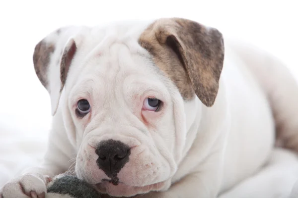 Mignon jeune chien aux yeux tombants tristes — Photo