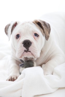 çok güzel hüzünlü ifadeye sahip beyaz bir köpek