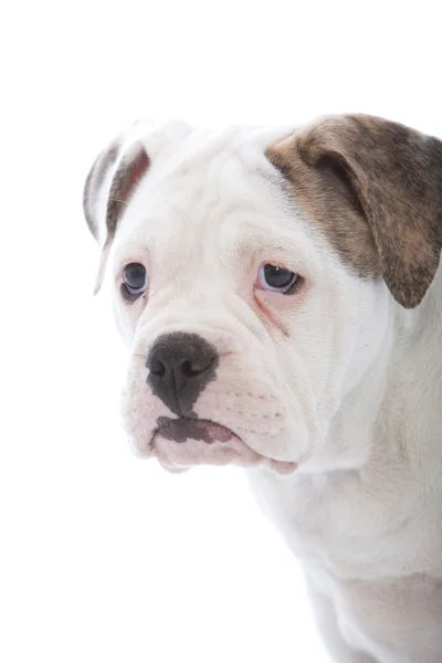 Retrato da cabeça de um cão branco enrugado — Fotografia de Stock