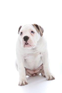 Üzgünüm diyerek sefil bir ifade ile köpek