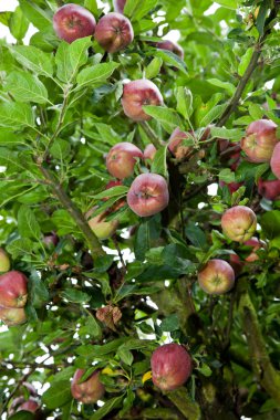 Kırmızı elmalı elma ağacı