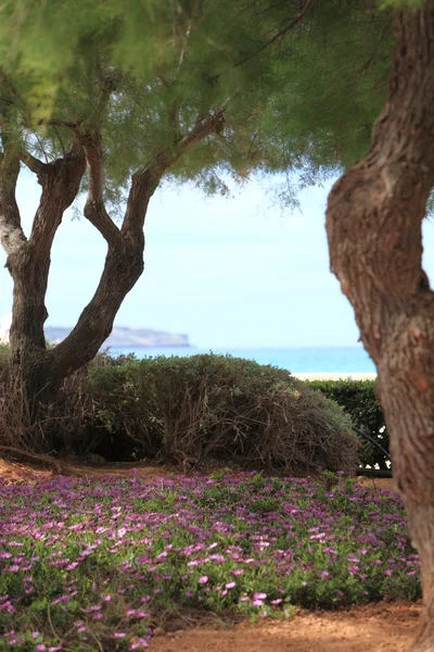 Jolies fleurs violettes plantées entre les arbres — Photo