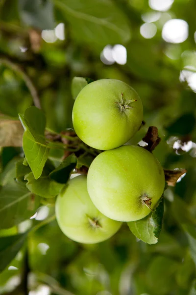 Mele verdi fresche che crescono sull'albero — Foto Stock