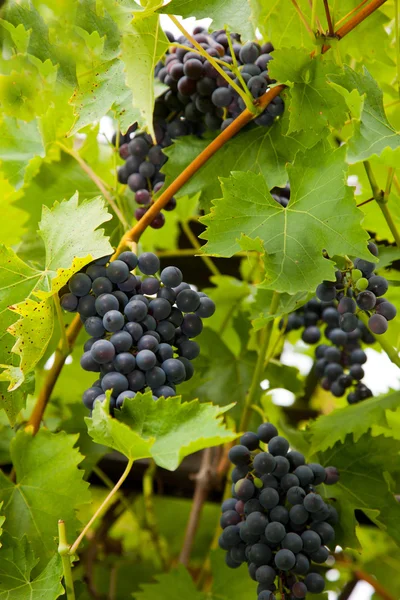 Bunches of black or dark purple grapes — Stock Photo, Image