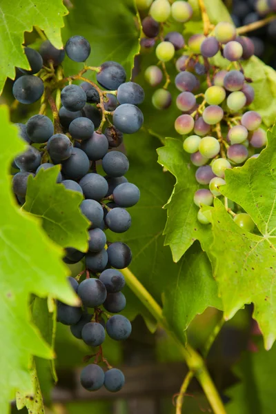 Темно-фиолетовый виноград созревает на виноградной лозе — стоковое фото
