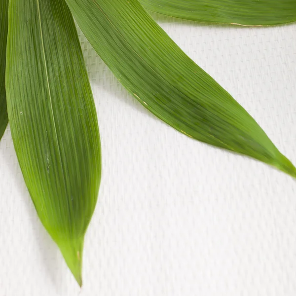 Detalhe de folhas de bambu verde fresco — Fotografia de Stock