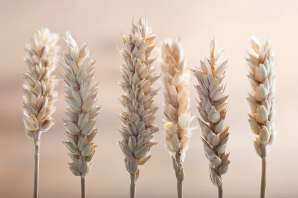 Hojas de trigo frescas —  Fotos de Stock
