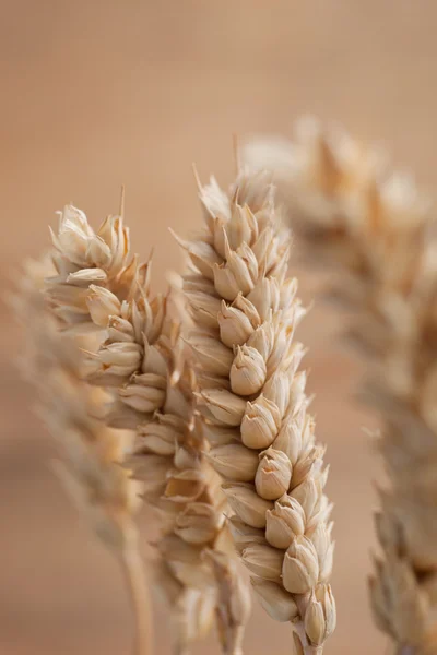 Orecchio di grano dorato maturo — Foto Stock