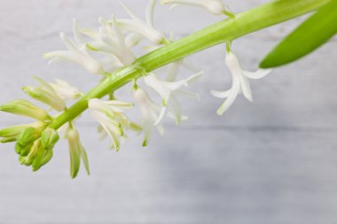 Önümüzdeki zarif beyaz bahar çiçek