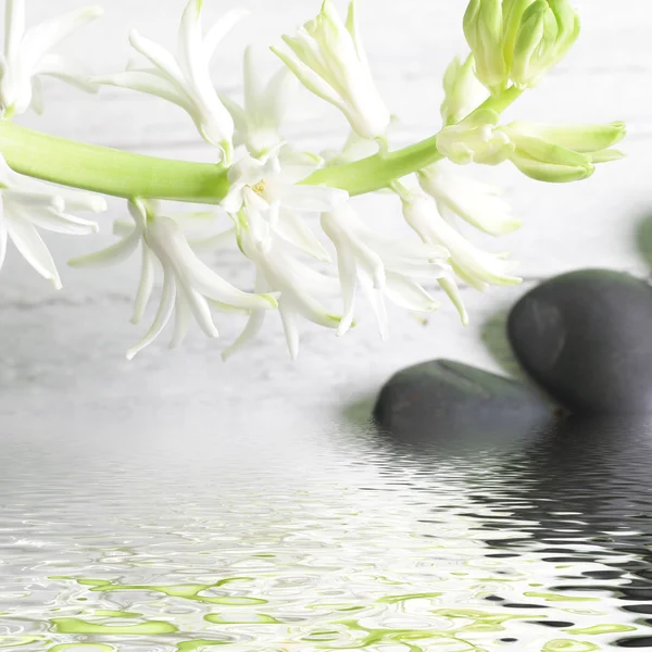 Hezká sprej bílá jarní květiny nad vodou — Stock fotografie