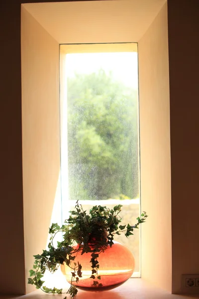 Vase of foliage in a shaft of sunlight — Stock Photo, Image