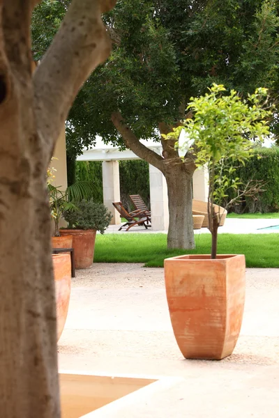 Calças envasadas em vasos de terracota em um pátio de jardim — Fotografia de Stock